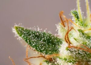 Top Terpenes and Their Flavors