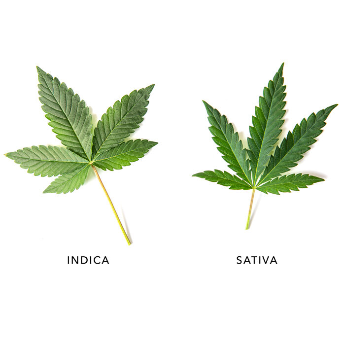 What Is a Cannabis Strain